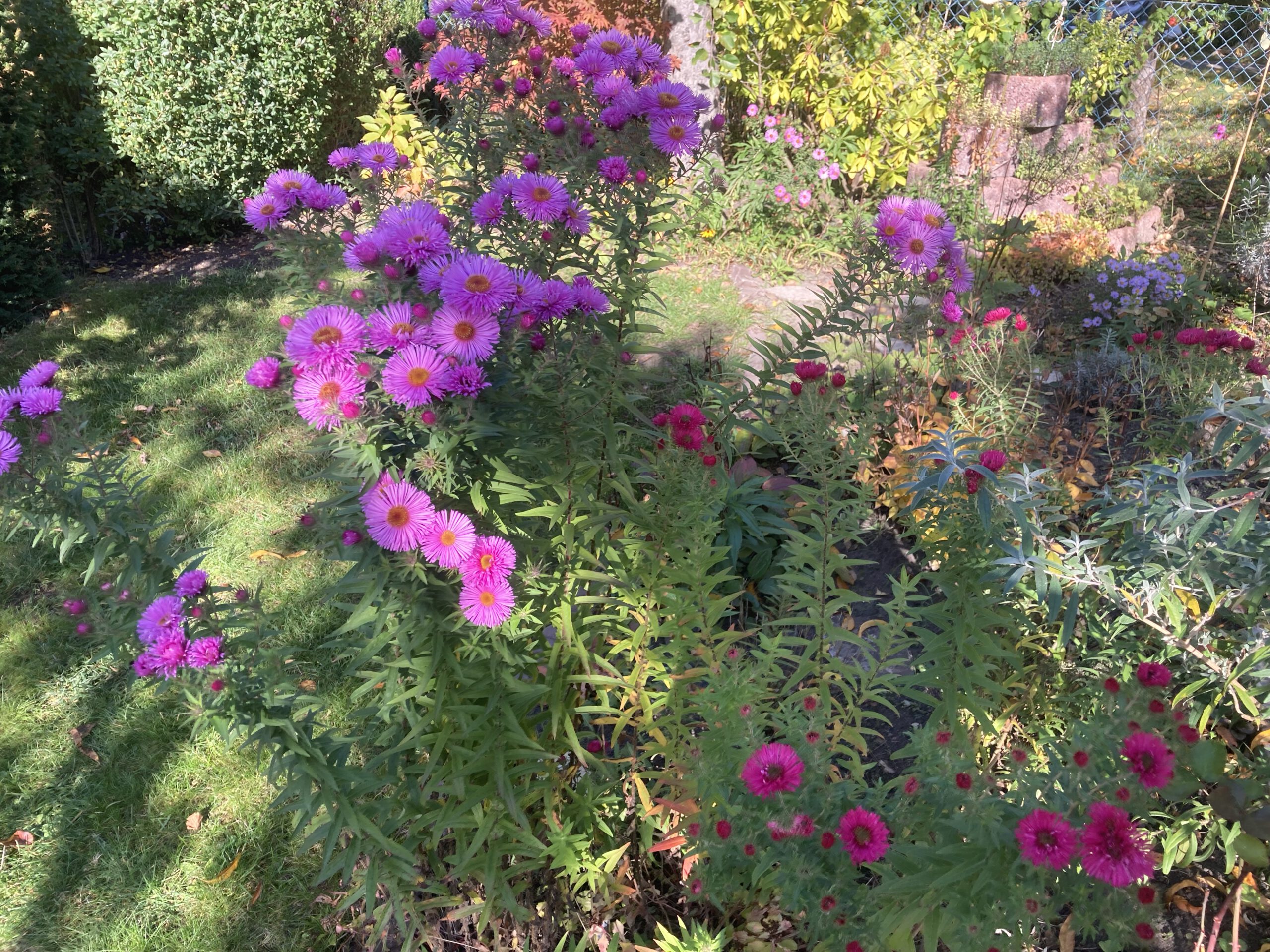 IMG_5603 Herbstblumen