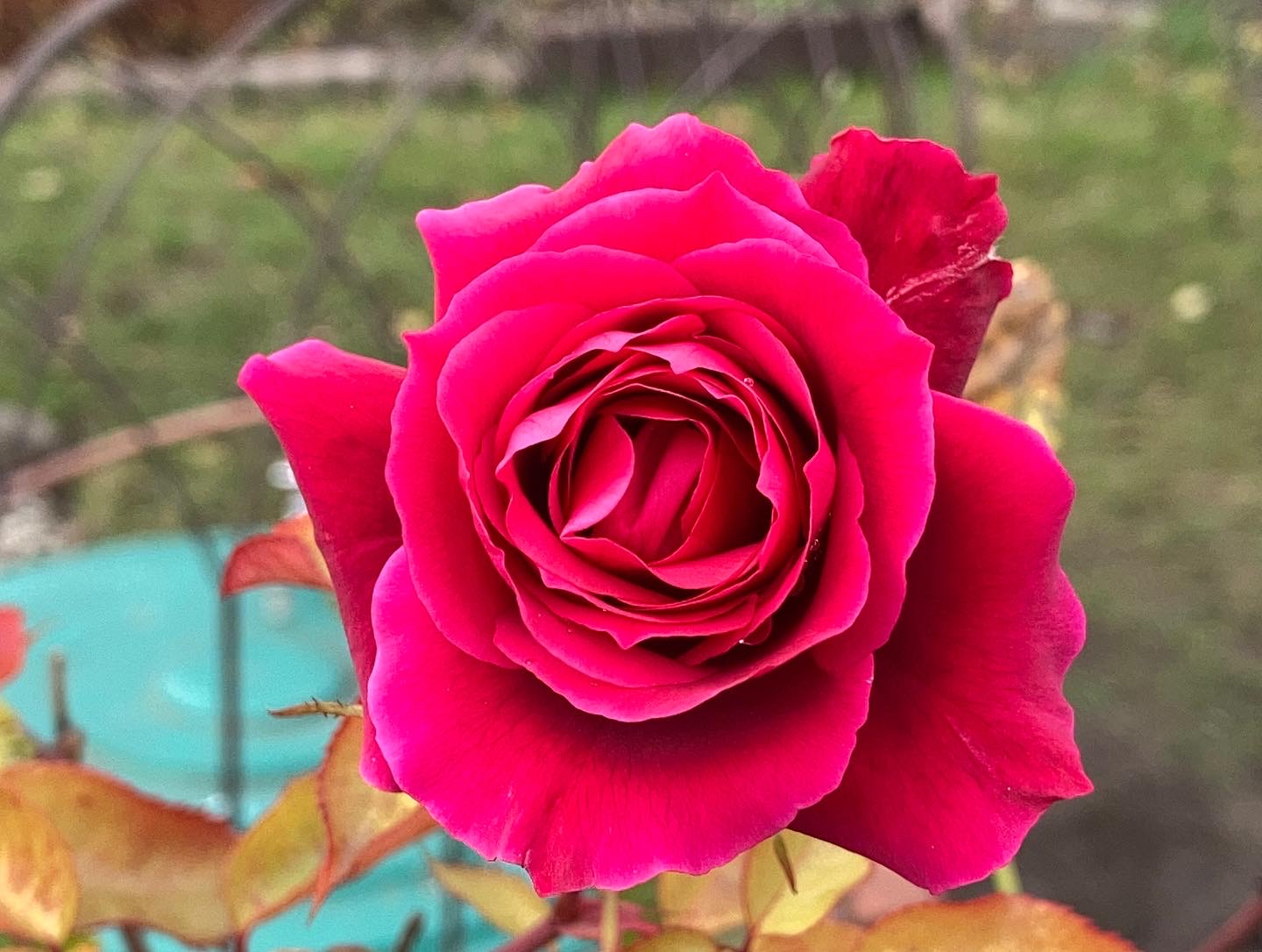Blüten vor Farn