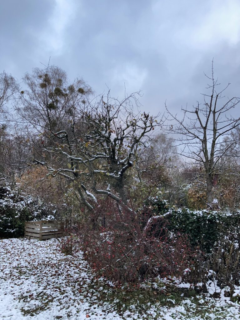 IMG_5972 Winterlicher Garten