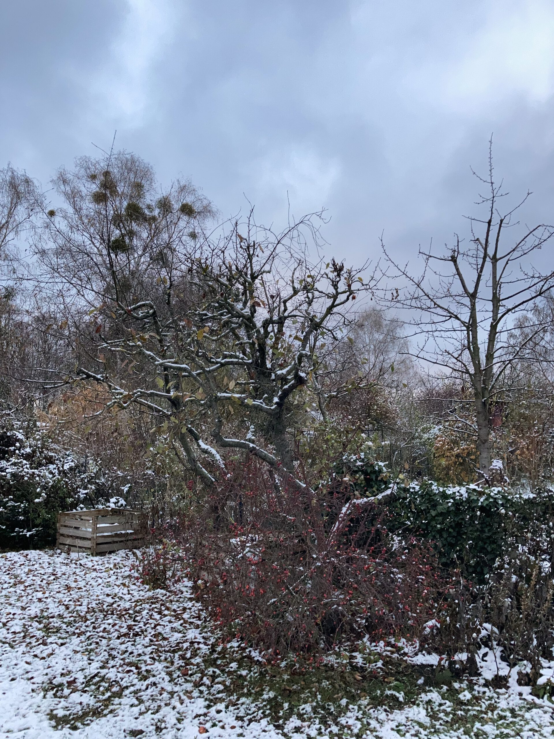 Schnee im Garten
