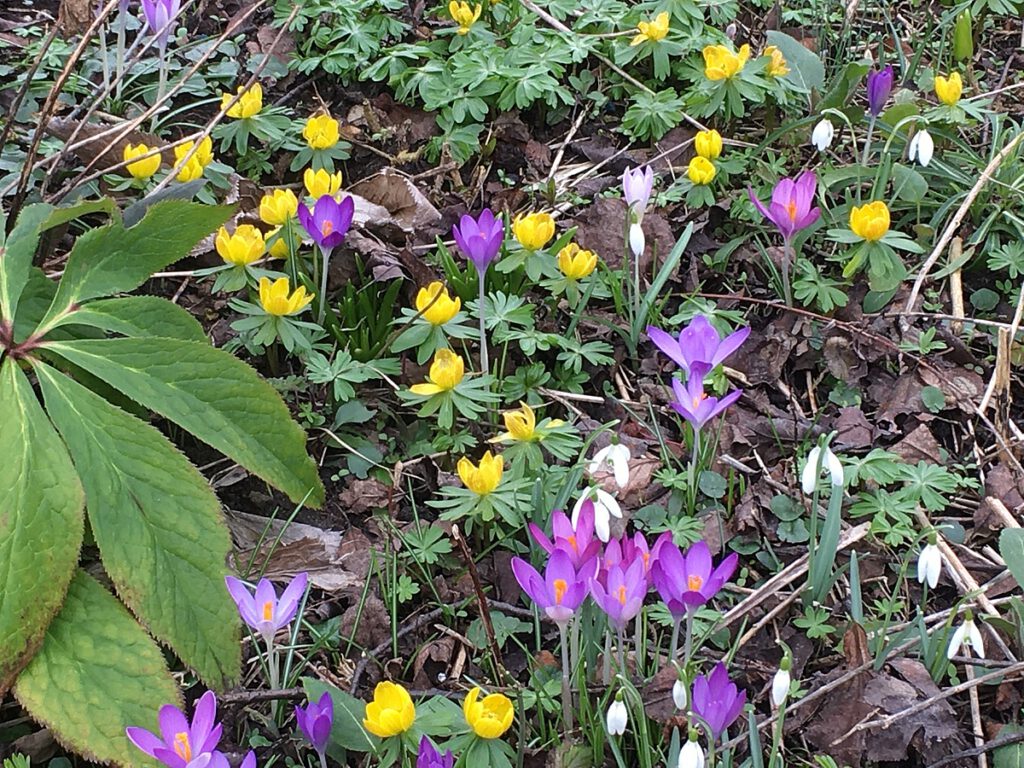 Blumen im Spätwinter: gelbe Winterlinge, Schneeglöcken, lila Krokusse