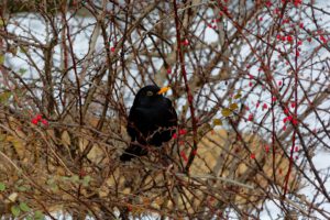 Amsel in Hecke