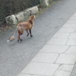 Fuchs auf Weg im Gartengelände