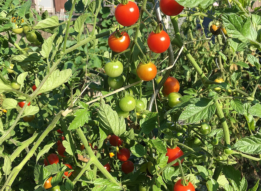 reife und unreite Tomaten
