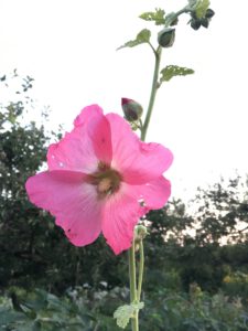 rosa Blüte einer Stockrose