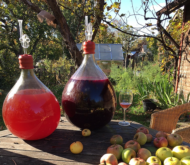 Fruchtwein wird im Garten angesetzt